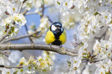 Cute great tit bird perched on a beautiful blooming cherry tree branch in spring © drakuliren