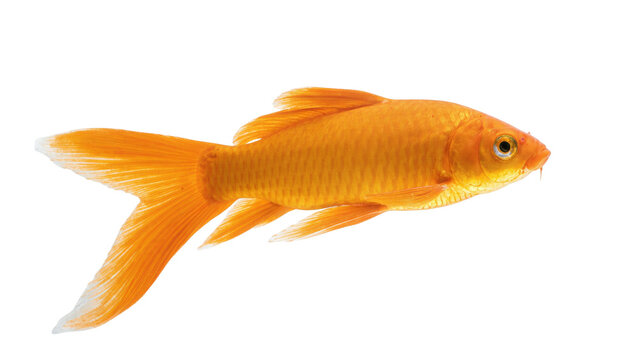 Isolated beautiful golden pet fish swimming gracefully, showcasing vibrant orange fins