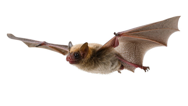 Isolated small bat flying with outstretched wings, showing detailed fur and membrane structure.