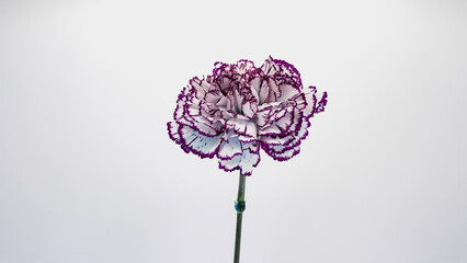 紫の縁取りカーネーション フラワー素材 マクロ撮影 白背景...