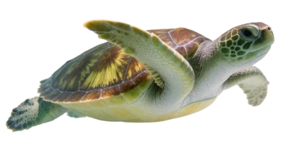 Fototapeten Schildkröte Isolated majestic green sea turtle gracefully swimming through the water, powerful marine animal.  © Alaric