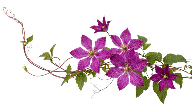Isolated beautiful vibrant purple clematis flowers with green foliage and elegant vines