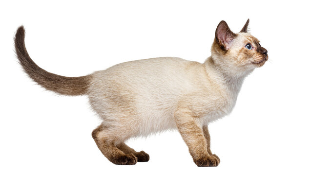 Isolated cute cream and brown colorpoint Siamese kitten standing, looking curious and alert