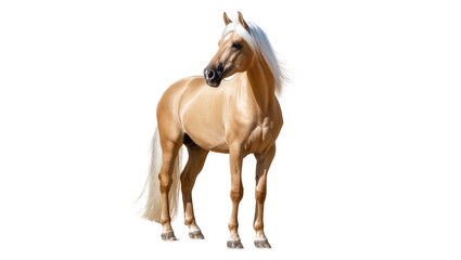 Isolated beautiful palomino horse with flowing white mane and tail standing gracefully © Alaric
