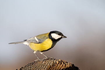 Sharp macro shot of a vibrant great tit bird feeding on a dried out sunflower in the garden © drakuliren