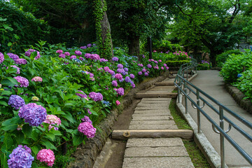 Obraz premium 東京都 文京区 白山神社の紫陽花が咲く参道
