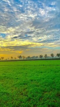 Fresh green agriculture field with a beautiful horizon and clouds.
