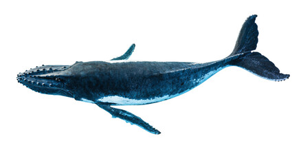 Isolated magnificent humpback whale marine mammal swimming gracefully in the ocean © Motruc