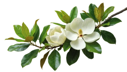 Fotobehang Magnolia Isolated magnolia flowers and green leaves on a branch, beautiful elegant spring blossoms.  © Motruc