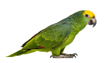 Isolated yellow-crowned amazon parrot, a vibrant green tropical bird with a yellow head