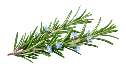 Fototapeta premium Isolated fresh rosemary herb sprigs with delicate blue flowers, aromatic cooking ingredient
