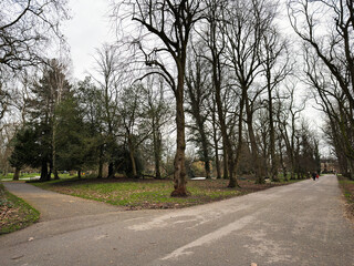 Fototapeta premium Wide tree lined pathways in Alexandra Park Manchester with bare winter trees and overcast sky