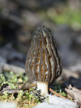 Morchella elata, commonly known as Black Morel, wild edible mushroom from Finland