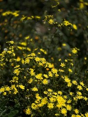 Obraz premium yellow flowers in spring