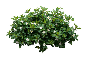Obraz premium Flowering bush with white jasmine like flowers and green leaves isolated on transparent background, garden plant, vegetation