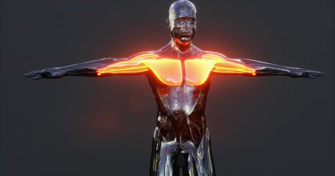 A striking depiction of human muscle anatomy highlighting the upper torso, emphasizing the shoulder and chest muscles.