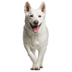 White dog running towards camera with tongue out, isolated PNG with Transparent Background