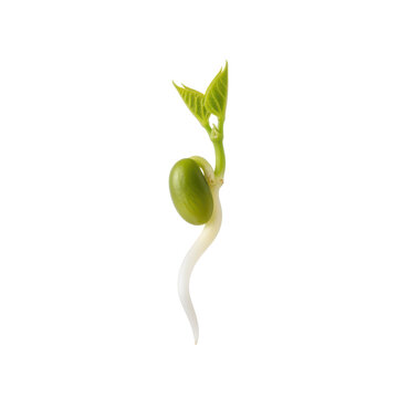 Sprouting Bean Seed with Tiny Green Leaves