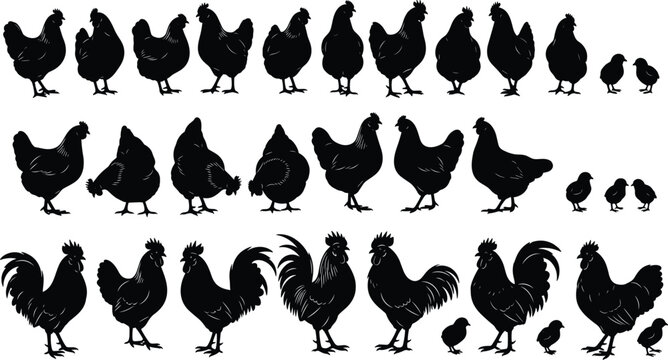 Chicken and rooster silhouettes collection with hens and chicks, farm poultry birds black vector illustration isolated on white