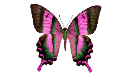 Isolated vibrant colorful butterfly with striking pink and green striped wings elegant natural beauty © Clementine