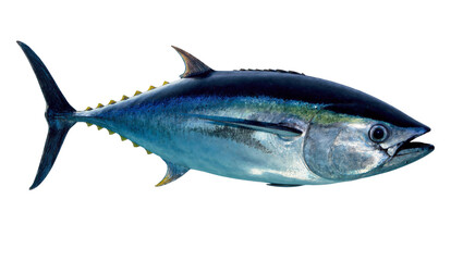 Fototapeta premium Isolated fresh whole bluefin tuna fish side view studio shot ready for seafood preparation