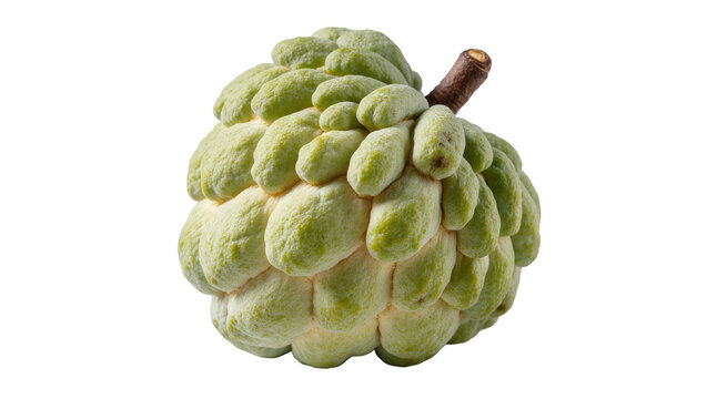 Isolated fresh sugar apple fruit with characteristic segmented green skin and short brown stem