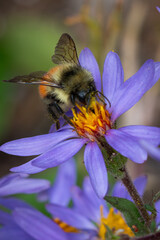 Western bumble bee pollinating an aster wildflower, Yellowstone National Park
