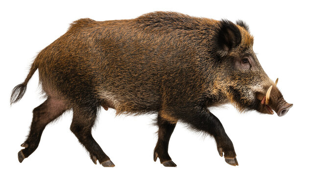 Isolated wild boar walking, side view of a large adult hog with tusks, bristly fur