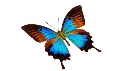 Isolated stunning tropical butterfly showing vibrant blue and warm brown wing patterns © Lysander