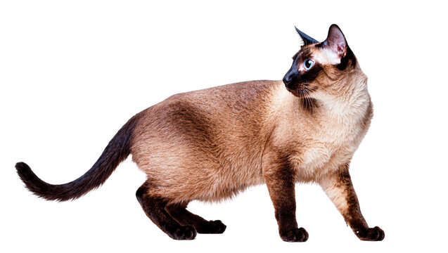 Isolated Siamese cat standing, gazing sideways with blue eyes, elegant purebred feline.