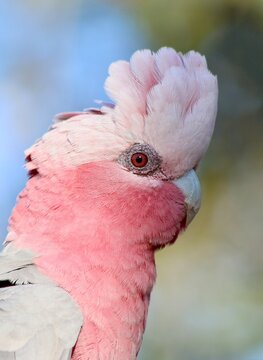 Galah
