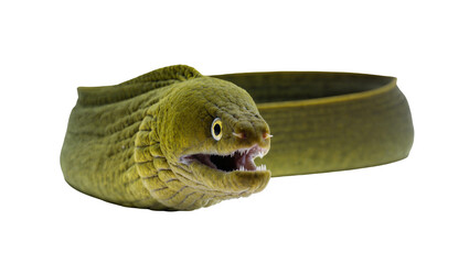Obraz premium Isolated fierce green moray eel with sharp teeth and open mouth, dangerous aquatic predator