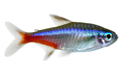 Isolated vibrant tropical freshwater Neon Tetra fish, popular aquarium pet species © Lysander