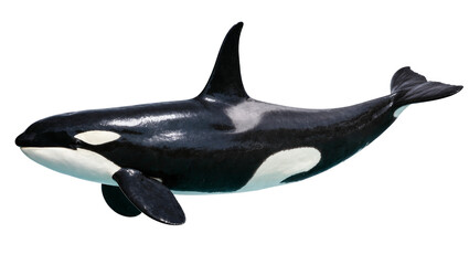 Isolated killer whale swimming with powerful tail, majestic marine predator © Lysander