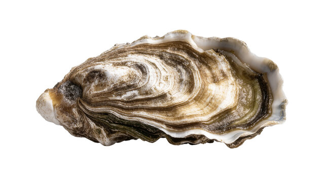 Isolated natural textured oyster shell, an empty bivalve ready for elegant seafood design