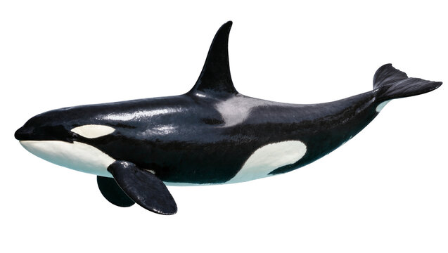 Isolated killer whale swimming with powerful tail, majestic marine predator