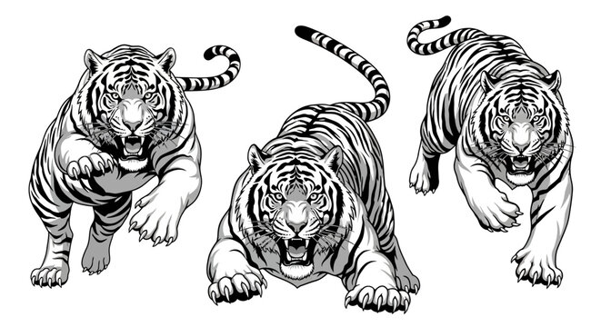 Dynamic vector illustrations of powerful tigers in various pouncing and running poses, rendered in striking black and white art for captivating design projects