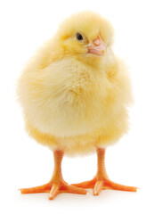 Fototapeta premium Small yellow chicken isolated on white background looking right