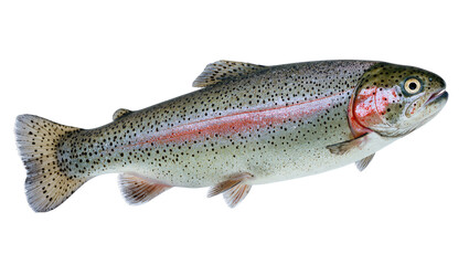 Isolated Rainbow Trout Fish Displaying Distinctive Red Stripe and Iridescent Scales © Eustace