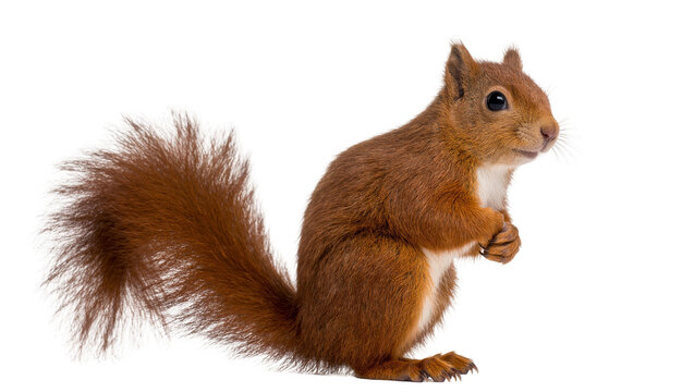 Isolated charming red squirrel standing upright with fluffy tail and alert expression