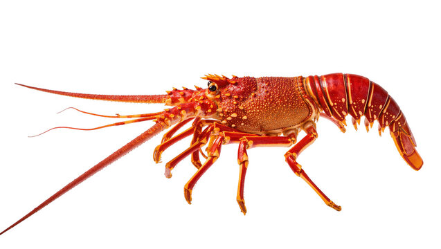 Isolated premium fresh spiny lobster, a vibrant red raw marine delicacy perfect for cooking