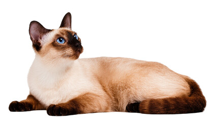 Isolated elegant Siamese cat with striking blue eyes lying down and looking up to side. © Eustace
