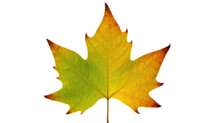 Obraz premium Isolated autumn leaf changing colors from green to yellow, vibrant seasonal foliage, beautiful natural plant