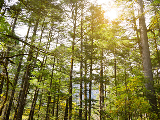 Obraz premium Beautiful green forest trees with sunlight