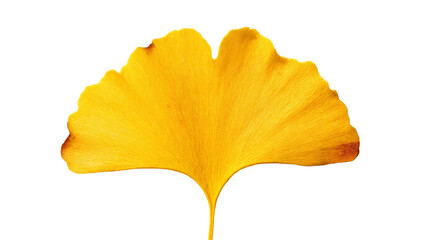 Fototapeta premium Isolated bright golden yellow ginkgo biloba leaf, heralding the arrival of the autumn season
