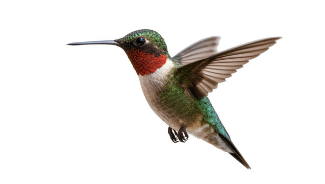 Isolated colorful ruby-throated hummingbird with iridescent plumage flying gracefully