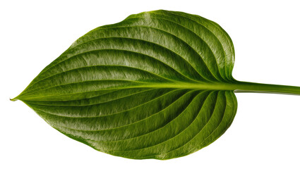 Obraz premium Isolated vibrant green tropical plant leaf highlighting beautiful natural texture and prominent veins