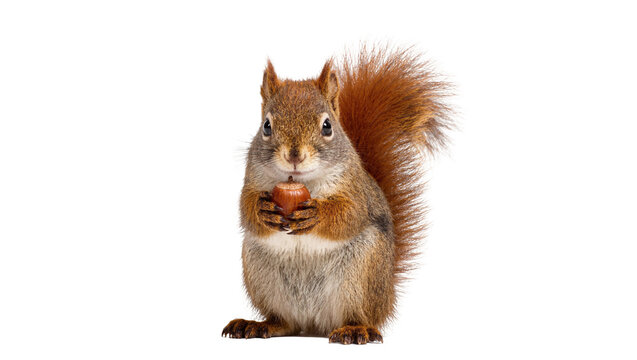 Isolated red squirrel holding an acorn upright, cute wild animal from the forest