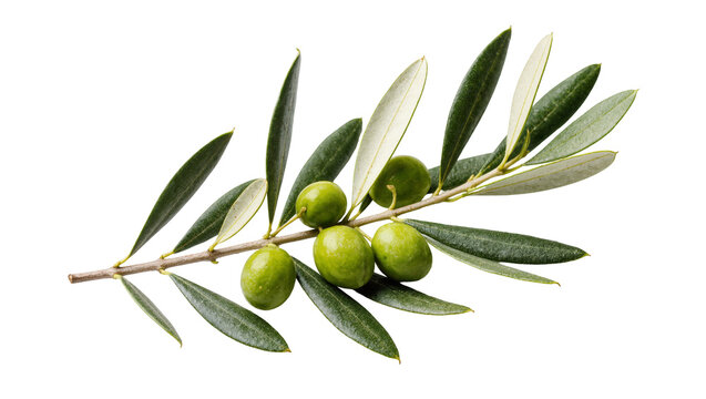 Isolated fresh green olive branch with ripe fruits and leaves, healthy Mediterranean ingredient