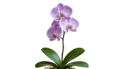 Fotobehang Orchidee Isolated blooming purple Phalaenopsis orchid plant with multiple flowers and green leaves  © Ari